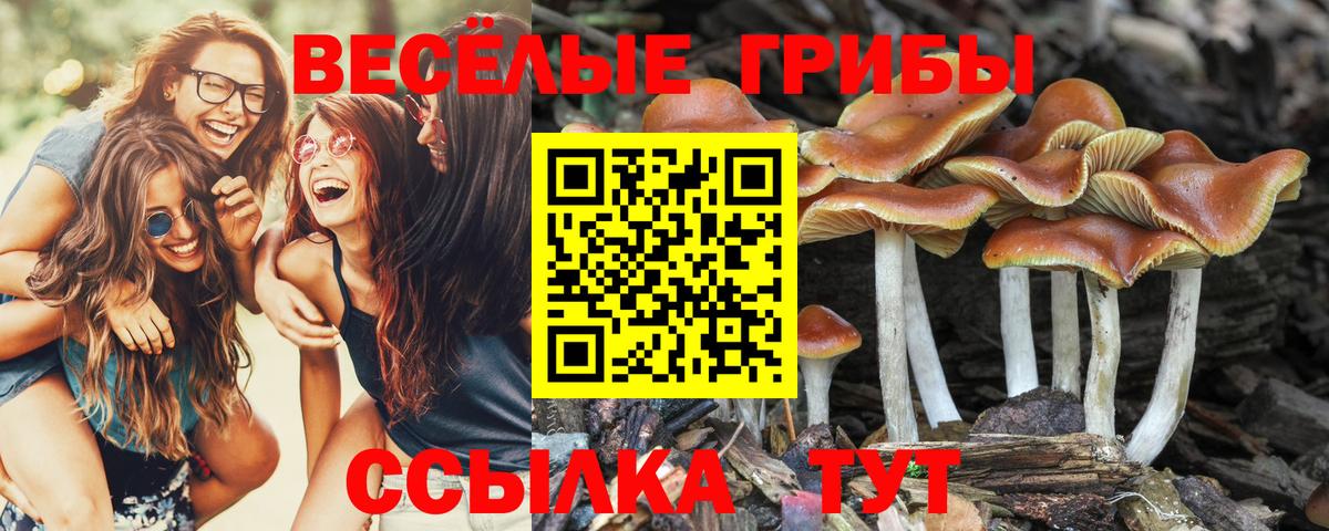 Галлюциногенные грибы Psilocybine cubensis Саратов